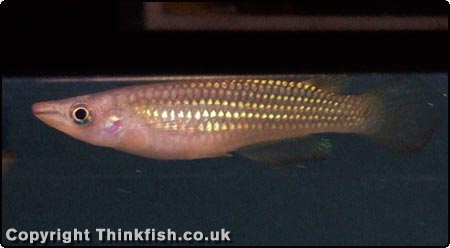 Golden panchax