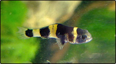 Bumblebee Goby