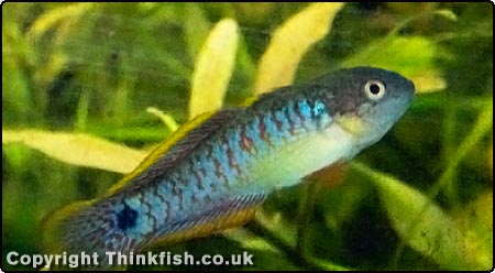 Peacock Goby
