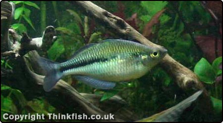 Lake Kutubu Rainbowfish