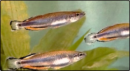 Madagascan Rainbowfish