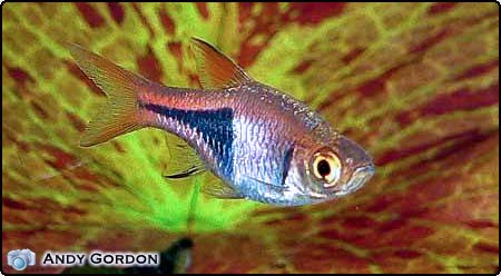 Harlequin Rasbora