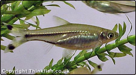 Scissor-Tail