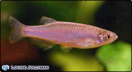 Pearl Danio