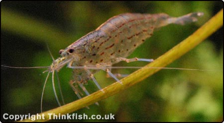 Japonica Shrimp