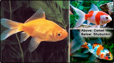 Goldfish