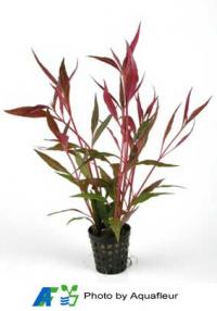 Alternanthera reineckii