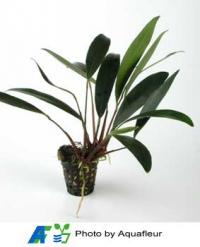 Narrow-Leaved Small Anubias