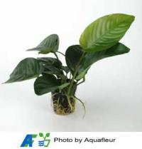 Dwarf Anubias