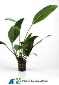 Congo Anubias