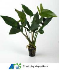 Anubias gracilis