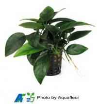 Anubias nana