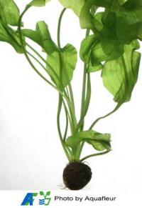 Compact Aponogeton