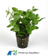 Bacopa lanigera