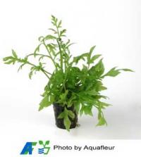 Indian Fern