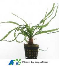 Thin Crinkled Onion Plant
