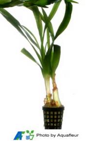 Onion Plant