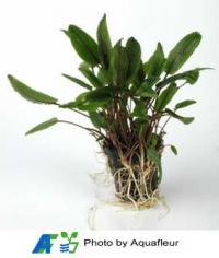 Cryptocoryne petchii