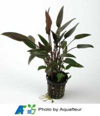 Cryptocoryne walkeri