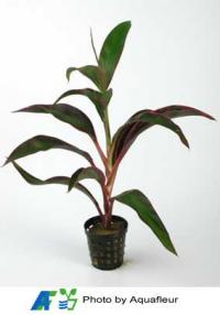 Red Striped Dragon Plant