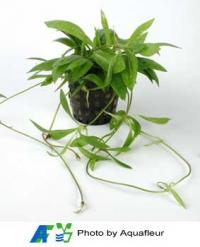 Bolivian Swordplant