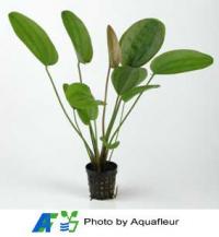 Large Leaved Amazon Sword