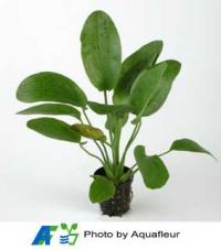 Echinodorus ozelot Green