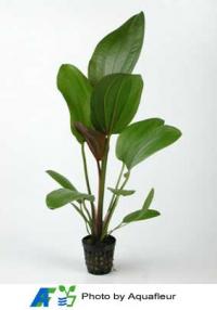 Red Amazon Sword