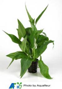 Spade-Leaf Plant