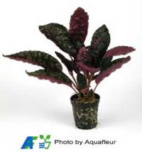 Crimson Ivy