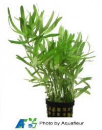 Stargrass
