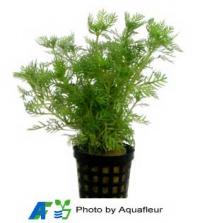 Tropical Water Violet
