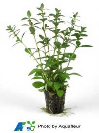 Dwarf Hygrophila