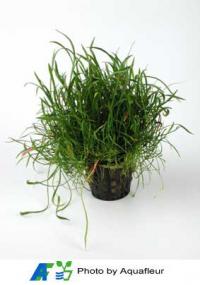 New Zealand Grass Plant