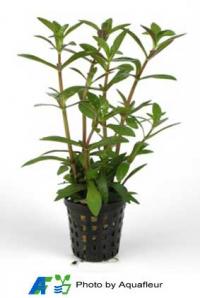 Limnophila aromatica