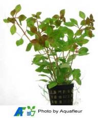 Creeping Ludwigia