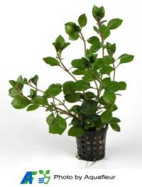 Broadleaf Ludwigia (Red)