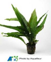 Narrow-Leaf Java Fern