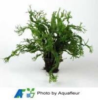 Feathered-Leaf Java Fern