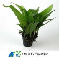 Java Fern
