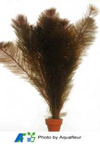 Red Milfoil