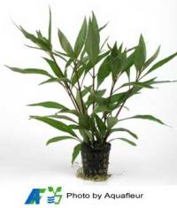 Giant Hygrophila