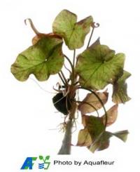 Tiger Lotus