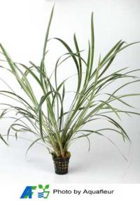 Variegated Fountain Plant