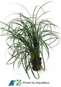 Fountain Plant