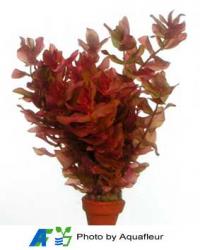Giant Red Rotala