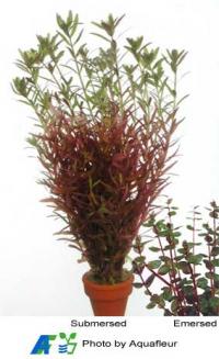 Dwarf Rotala, Small Red Rotala