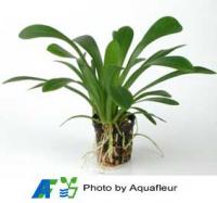 Giant Sagittaria