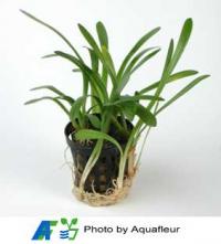 Sagittaria teres