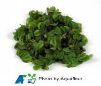 Salvinia